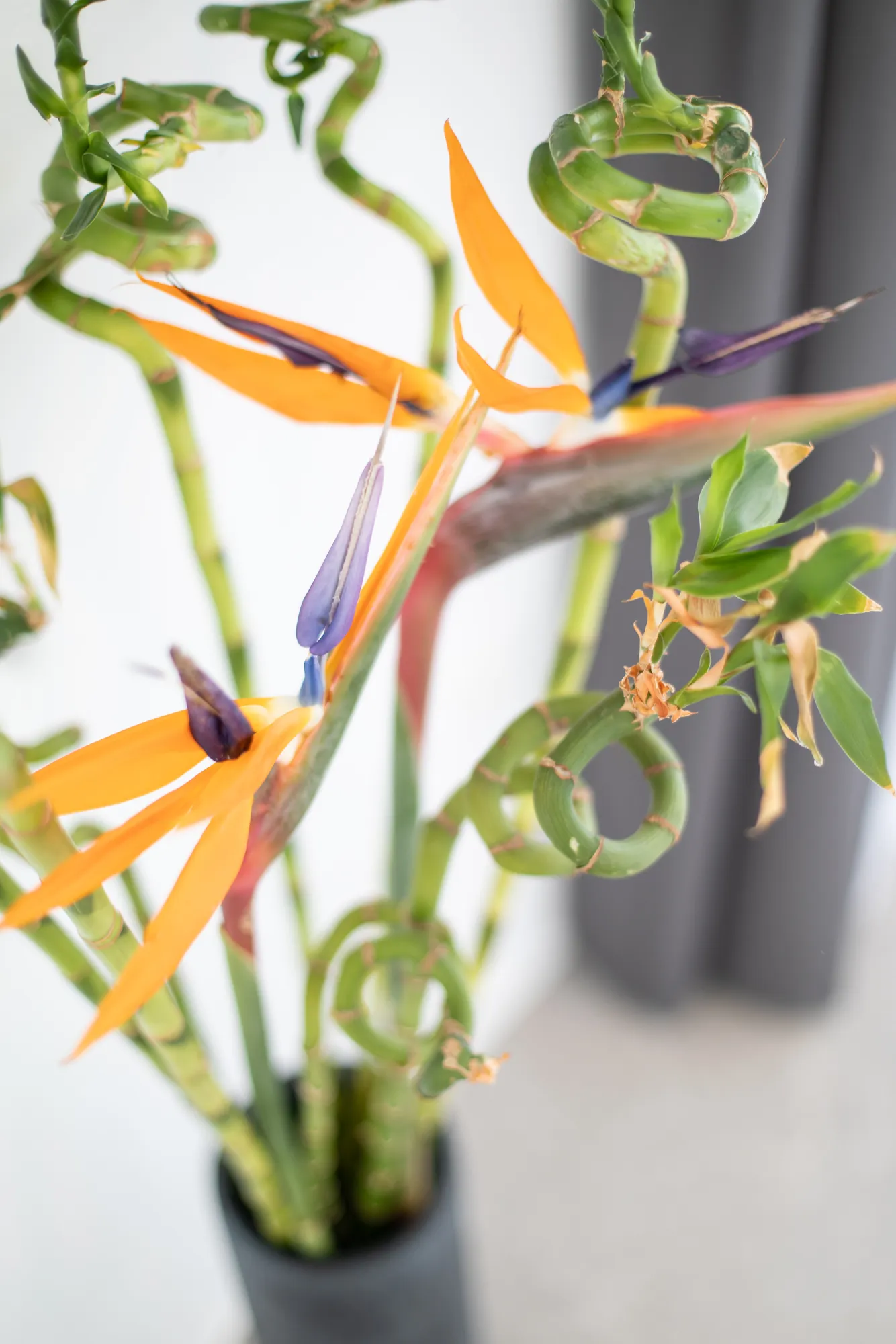 Bird of paradise flowers by the window